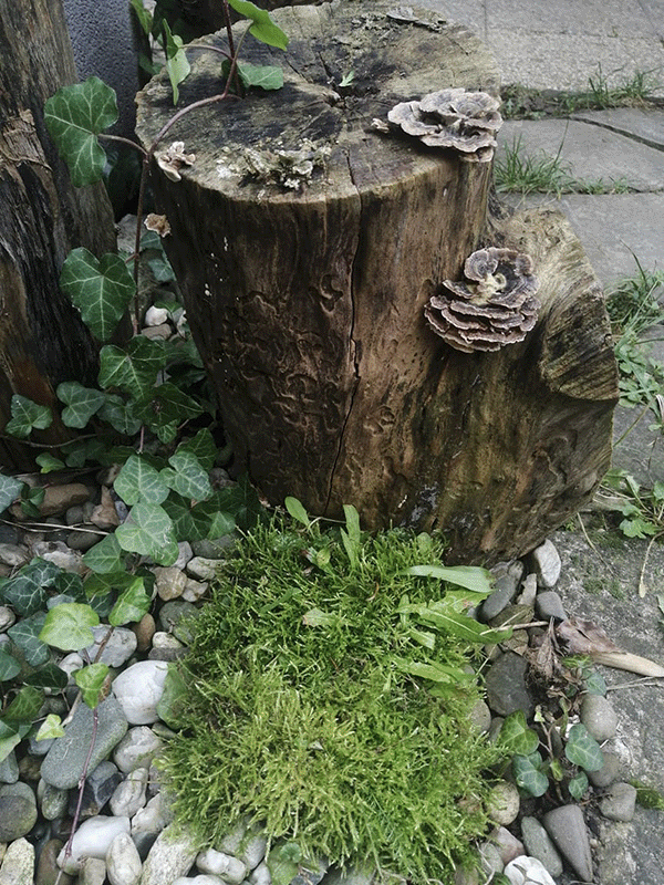 Domeček gif